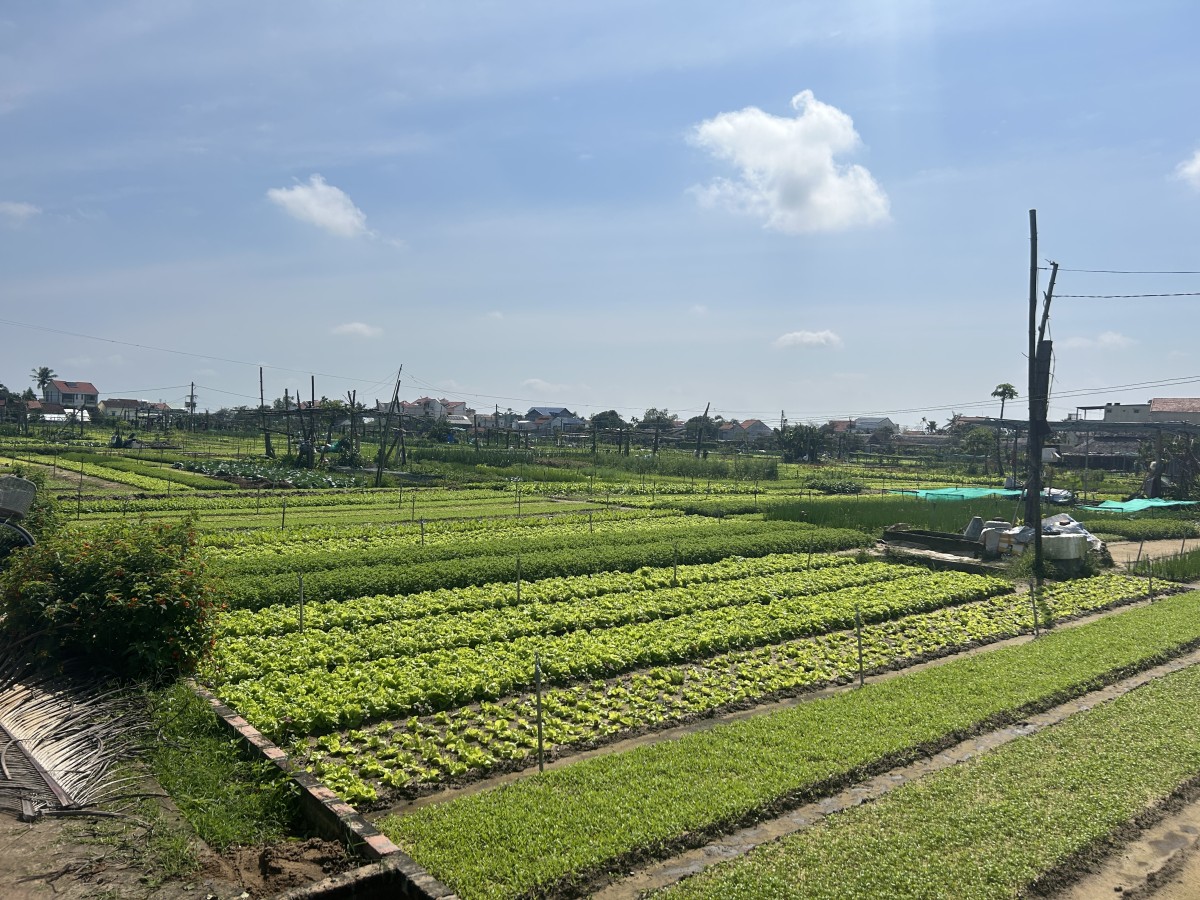 地元野菜を栽培するトラケベジタブルビレッジ。旧市街からサイクリングでも20〜30分の距離です。