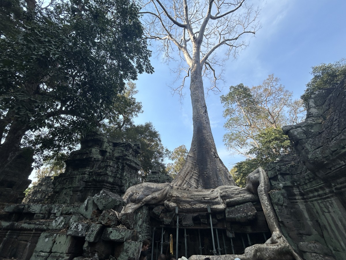 全体が木に侵食されているタ・プローム。