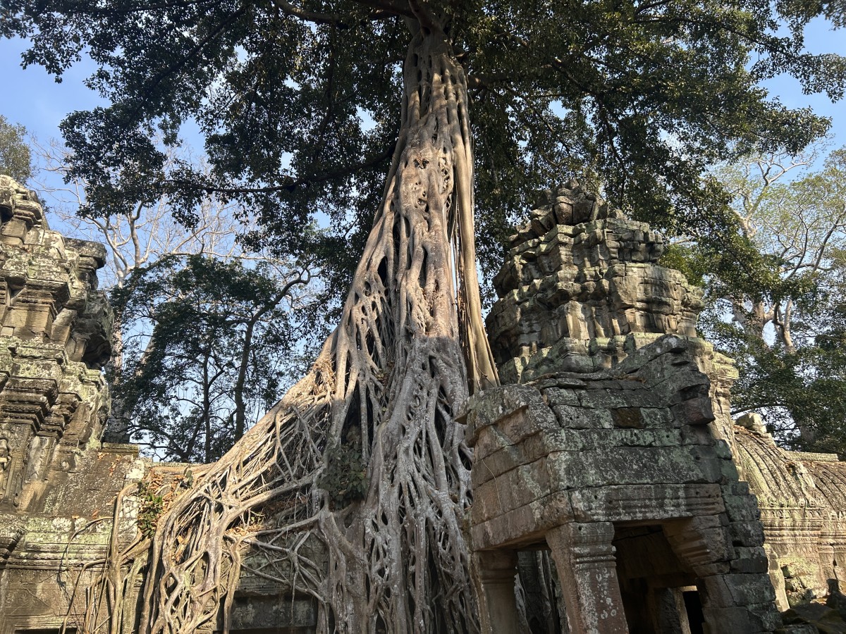 Ta Prohm, Siem Reap, Cambodia