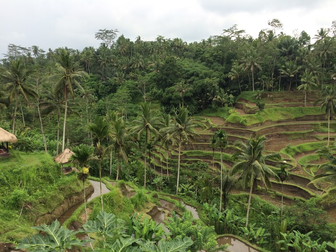 Rice Field, Bali Island, Indonesia