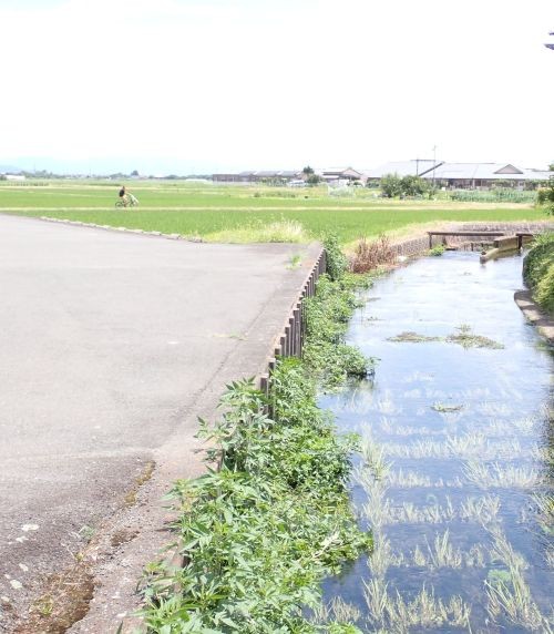 透き通った水が涼しげな「藤樹の里」の風景。いつまでも見ていたい景色です