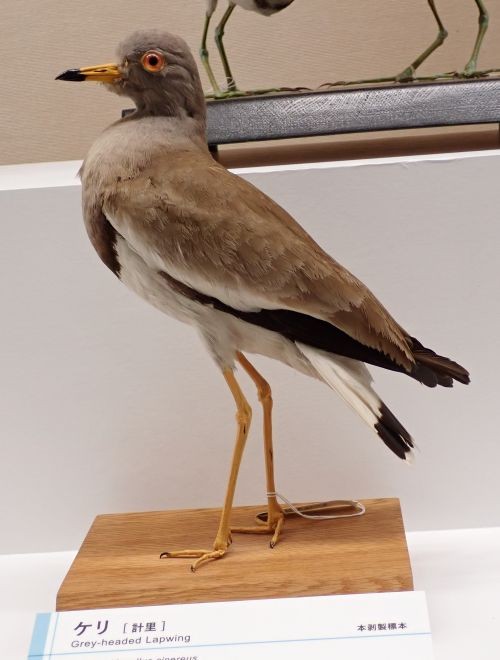 大阪市立自然史博物館・鳥展にて