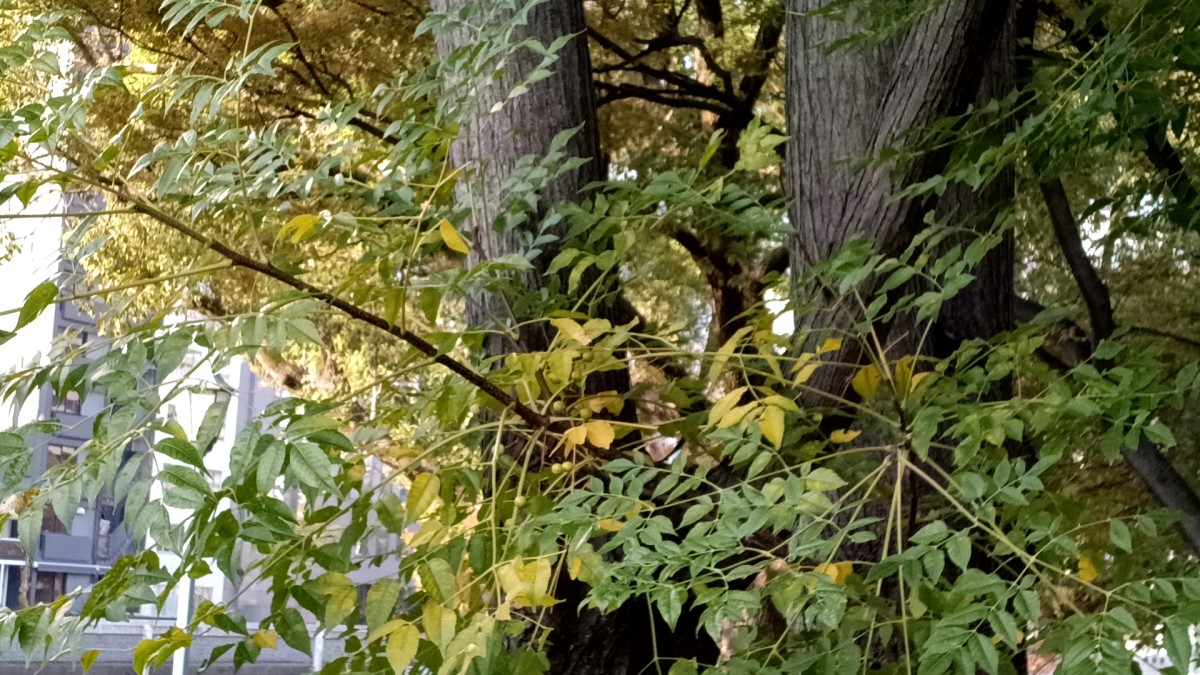 ちっちゃな実もちらほらと⋯