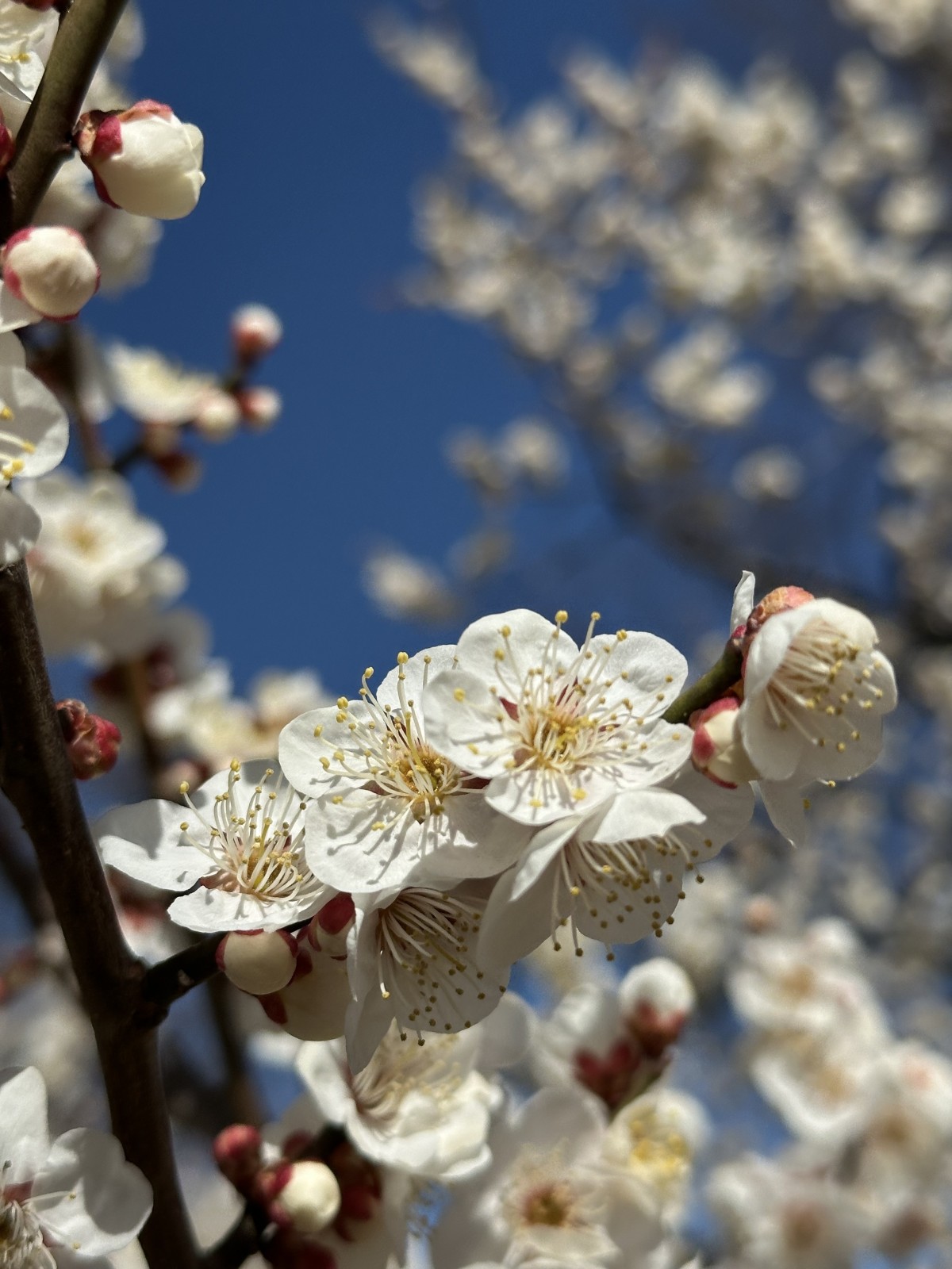 上田城跡公園の梅