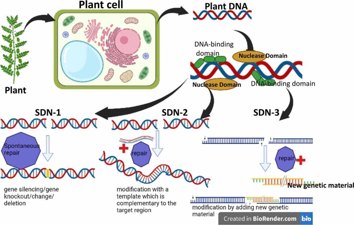 https://onlinelibrary.wiley.com/doi/10.1111/pbr.13234  (Open access)