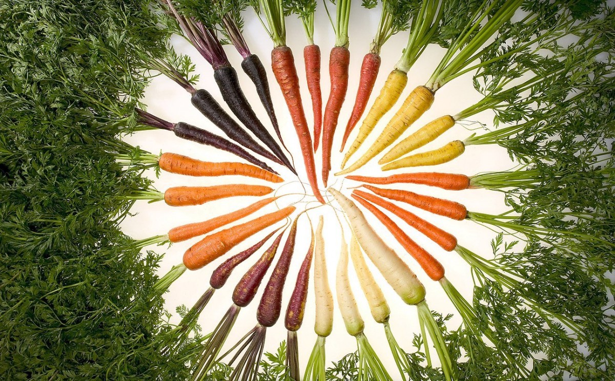 https://en.wikipedia.org/wiki/Carrot#/media/File:Carrots_of_many_colors.jpg