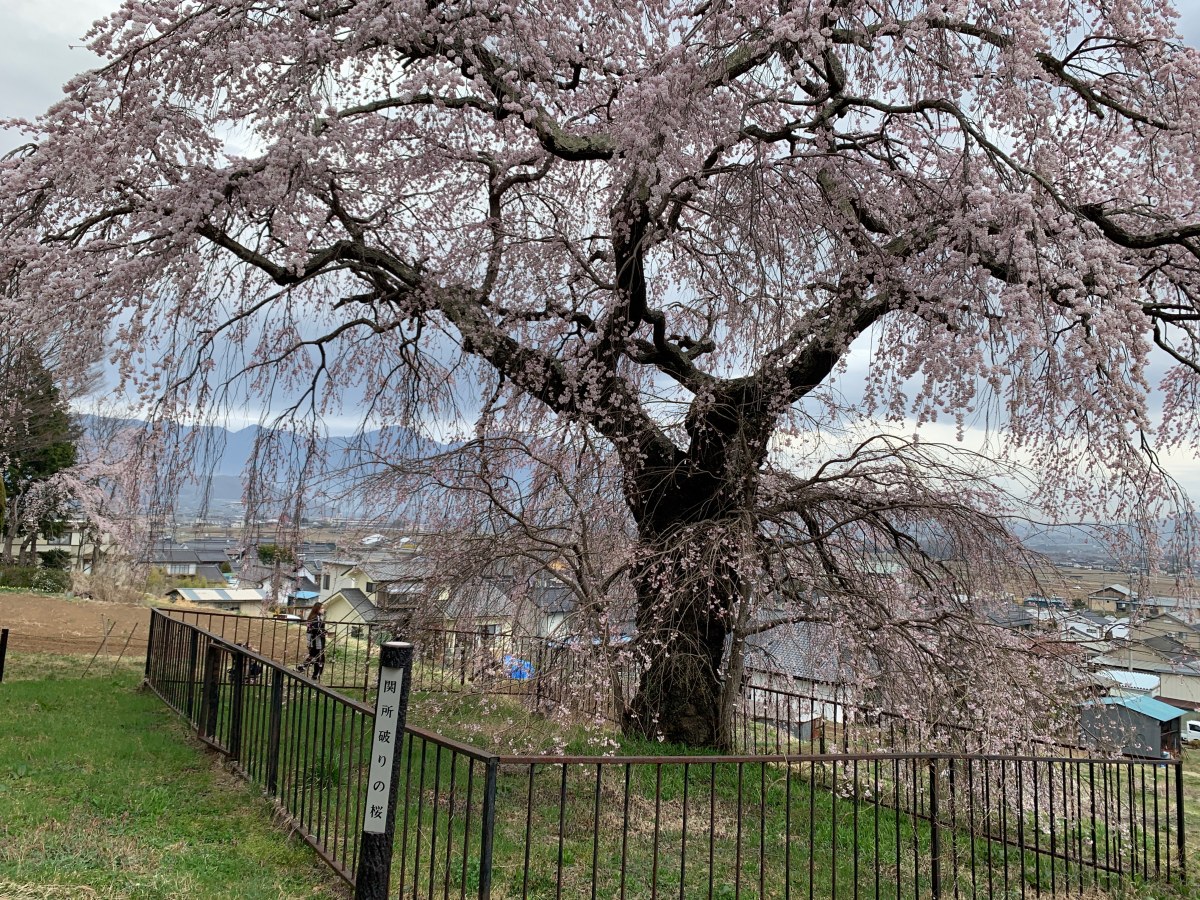 佐久市天然記念物に指定される「関所破りの桜」。佐久平と浅間山を背に立派にそびえ立つ枝垂れ桜です。