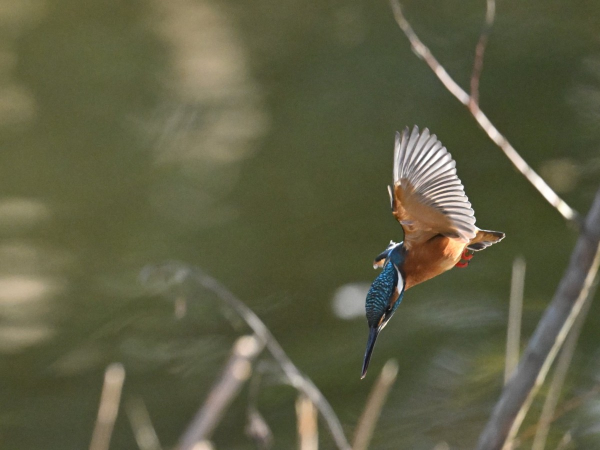 武藤 弘和・水元公園