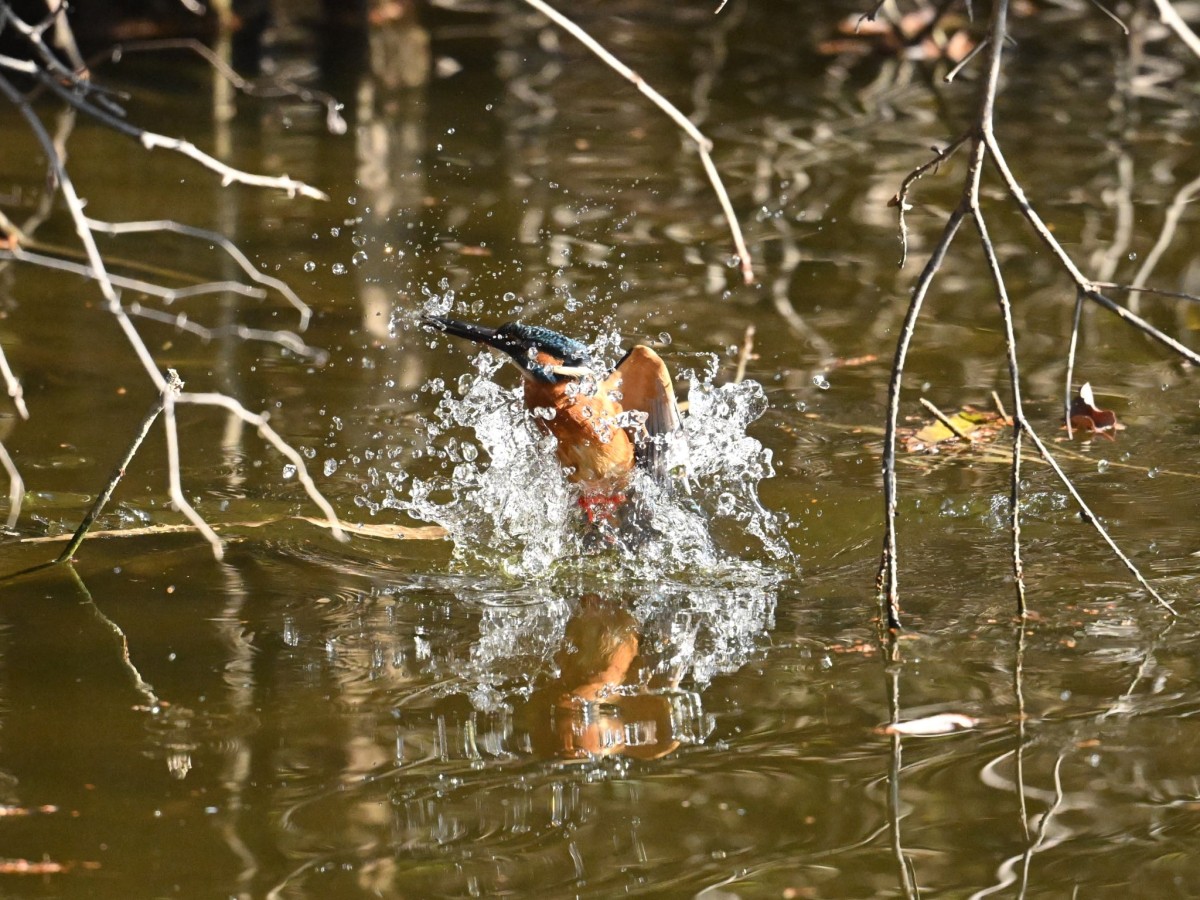 武藤 弘和・水元公園