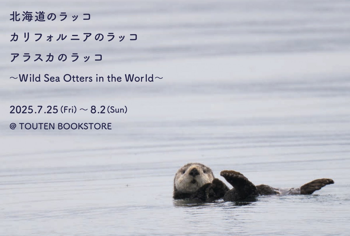 かわいい。〜〜〜〜〜🦦〜〜〜〜〜