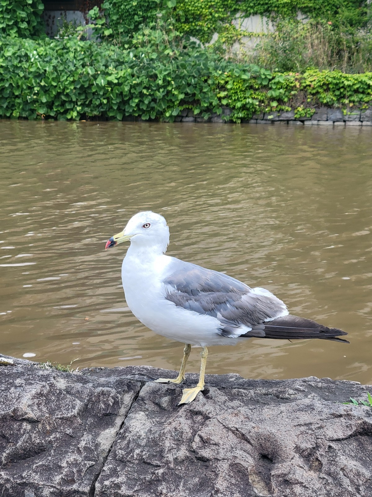 人馴れしてる鳥。かわいい。背景は汚ぇ小樽運河。