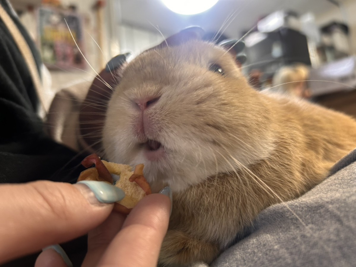 事務所のゆめちゃん。りんごを食べている。