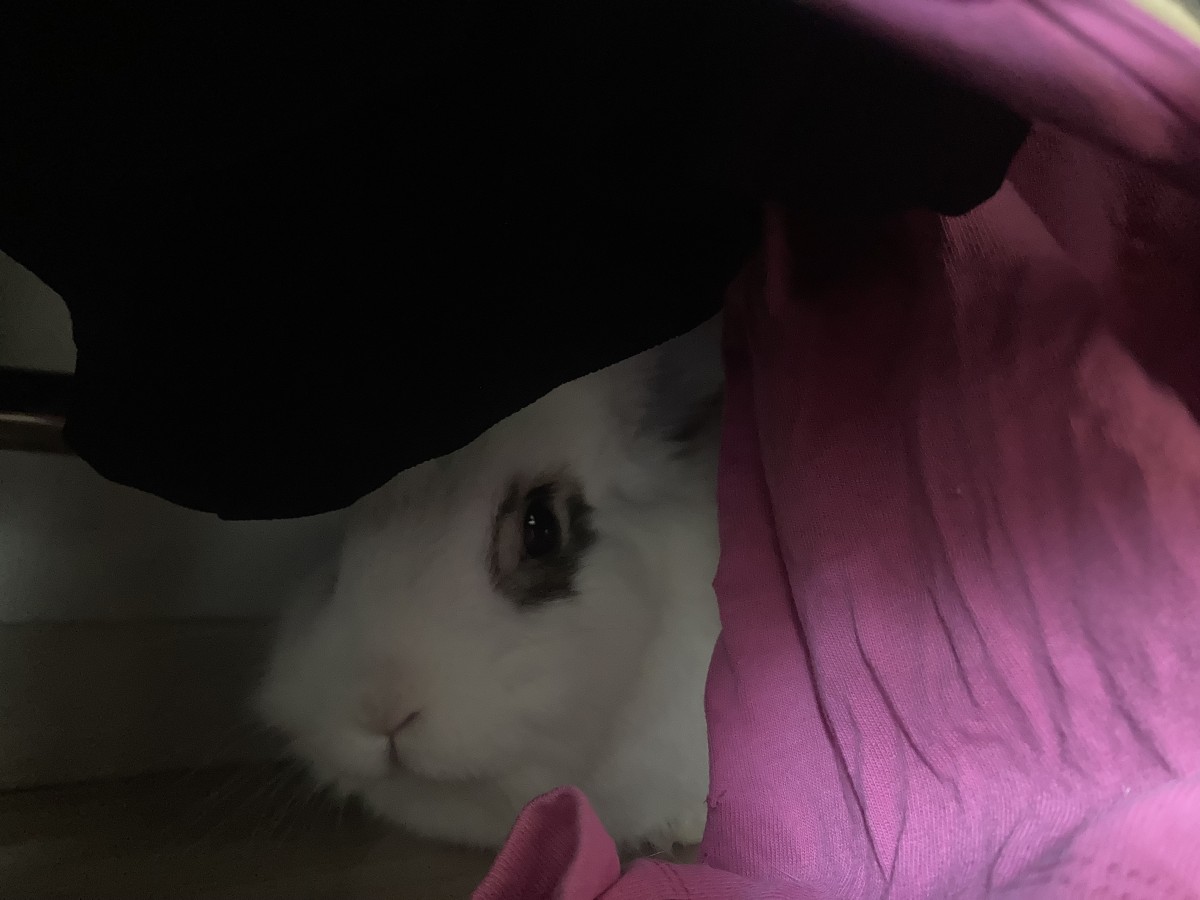 こうしくんはかくれんぼが大好き