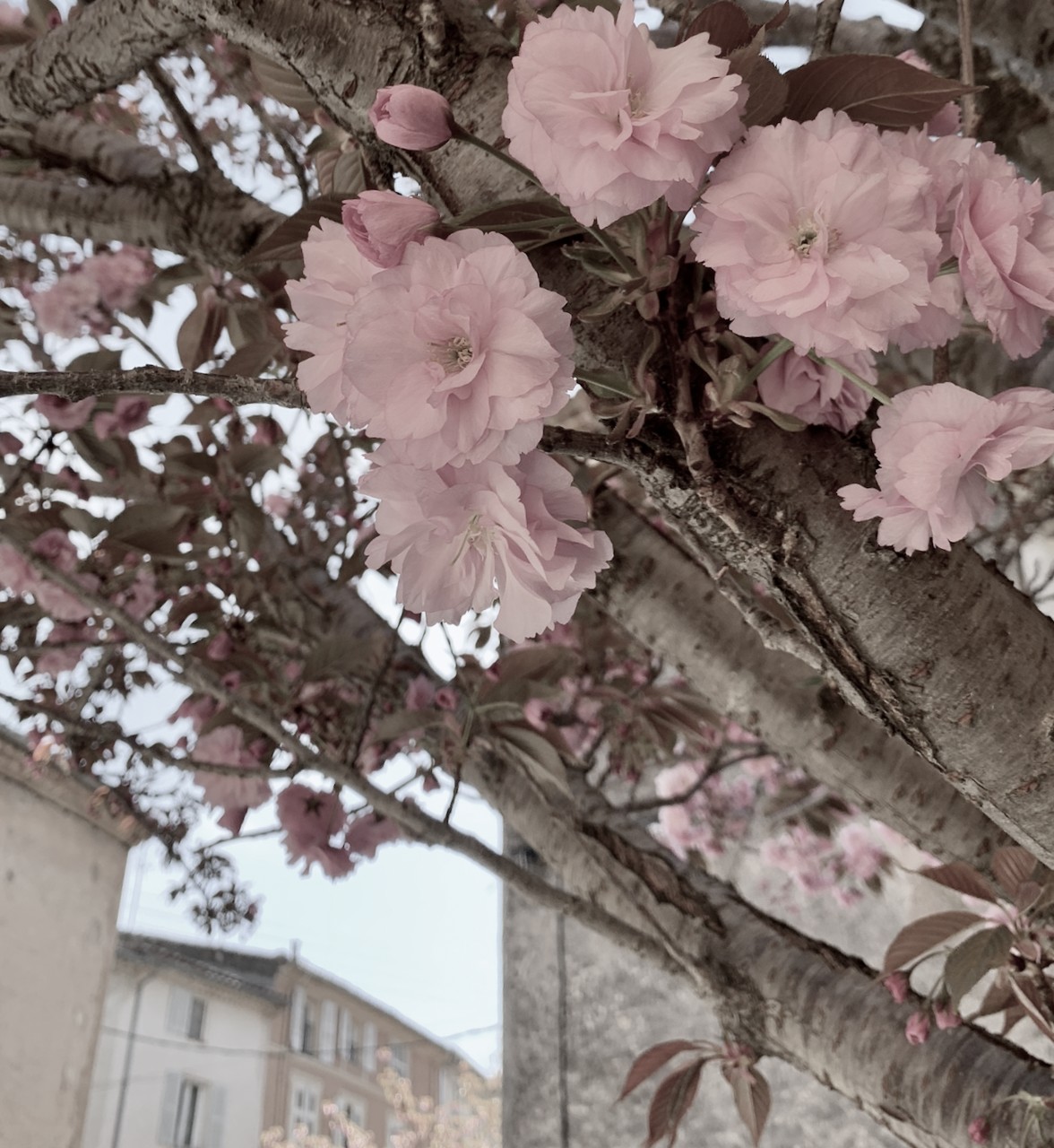 近くの村で咲いていた八重桜。関山だと思う。