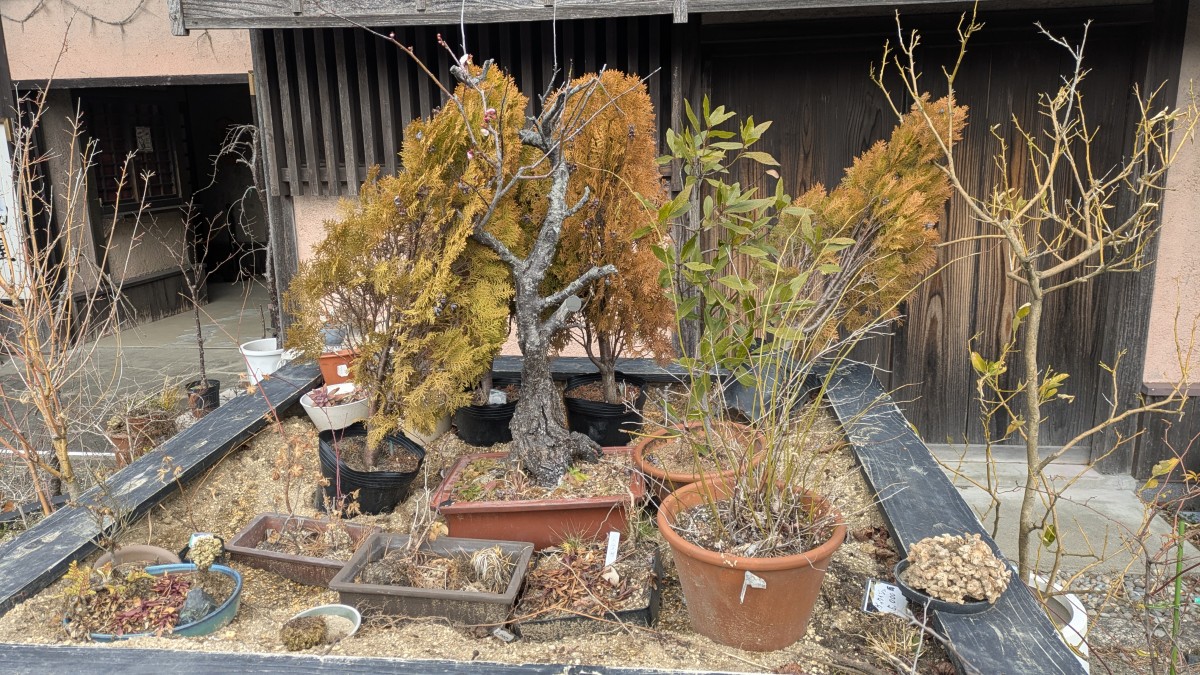 腐った園芸コーナー。値札が付いているところを見ると、どうも一応売り物らしい。