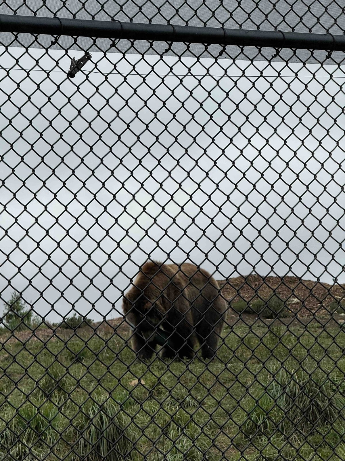 Grizzly bear。実際に見ると結構大きいです。コブみたいなのが全部筋肉だそうです。