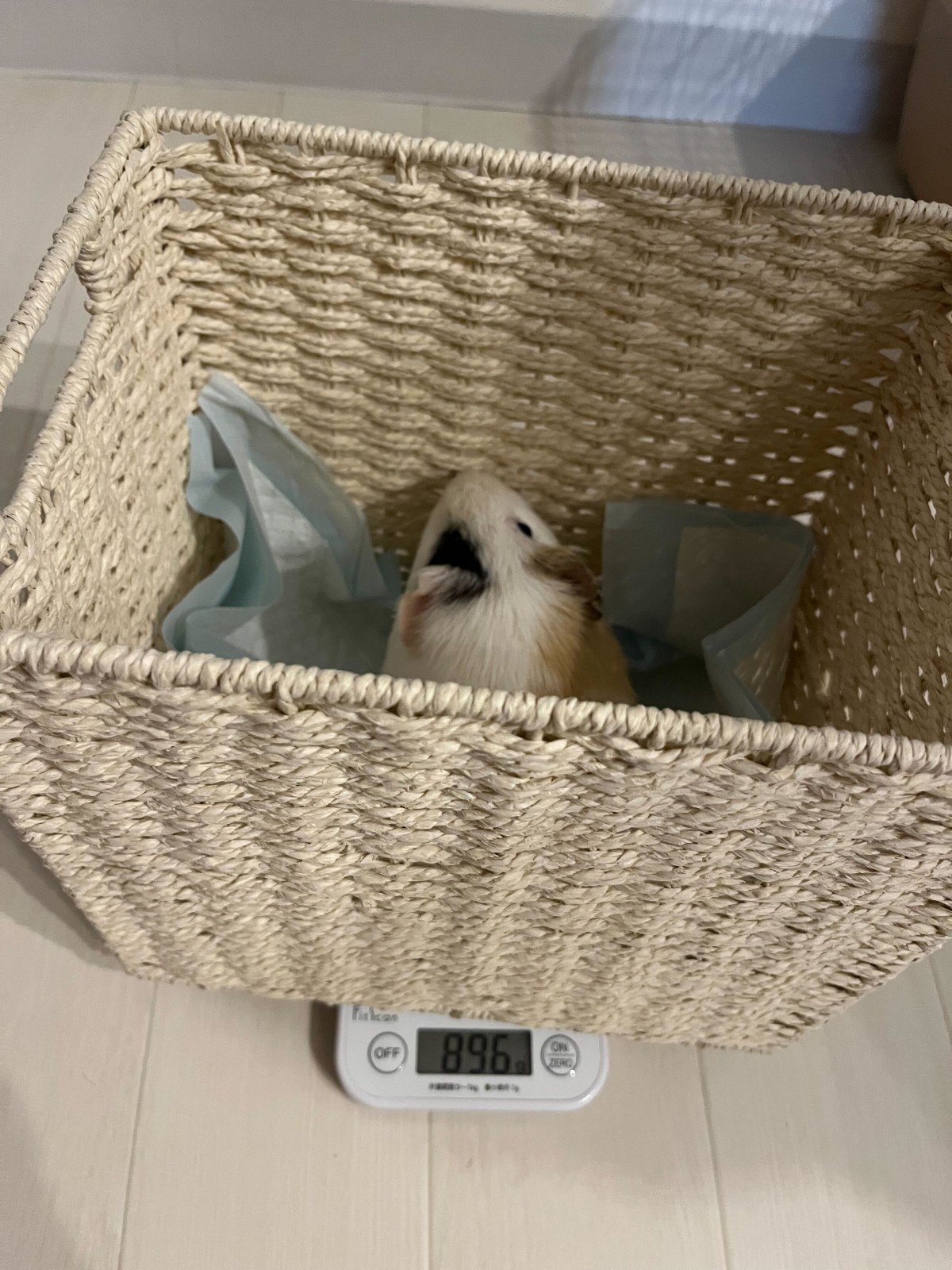 ふりかけの体重は896gでした（撮影：もえさん）