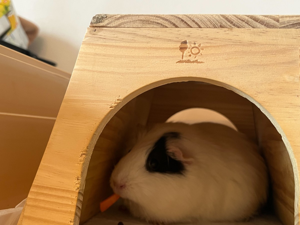 最近大きくなったふりかけです