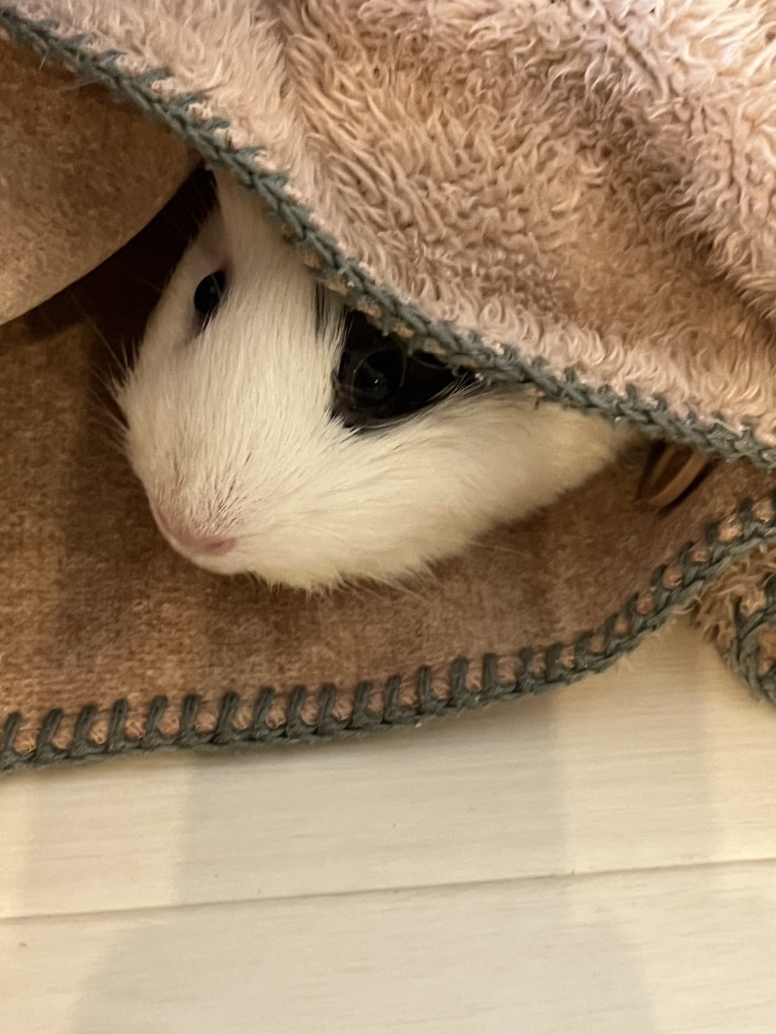 春だからか、なんだかそわそわしている