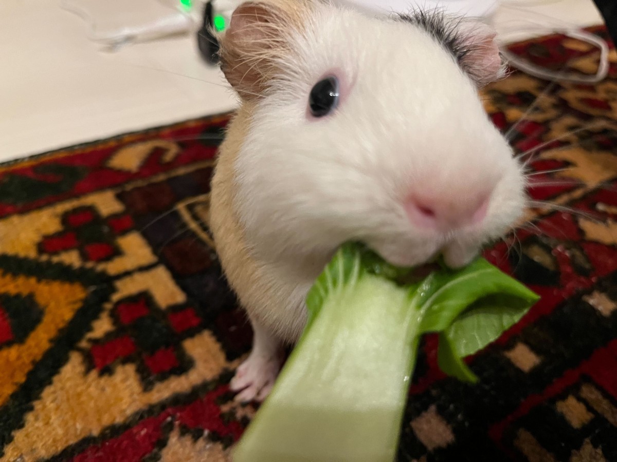 ほうれん草をほおばるふりかけ　写真：さいとうさん