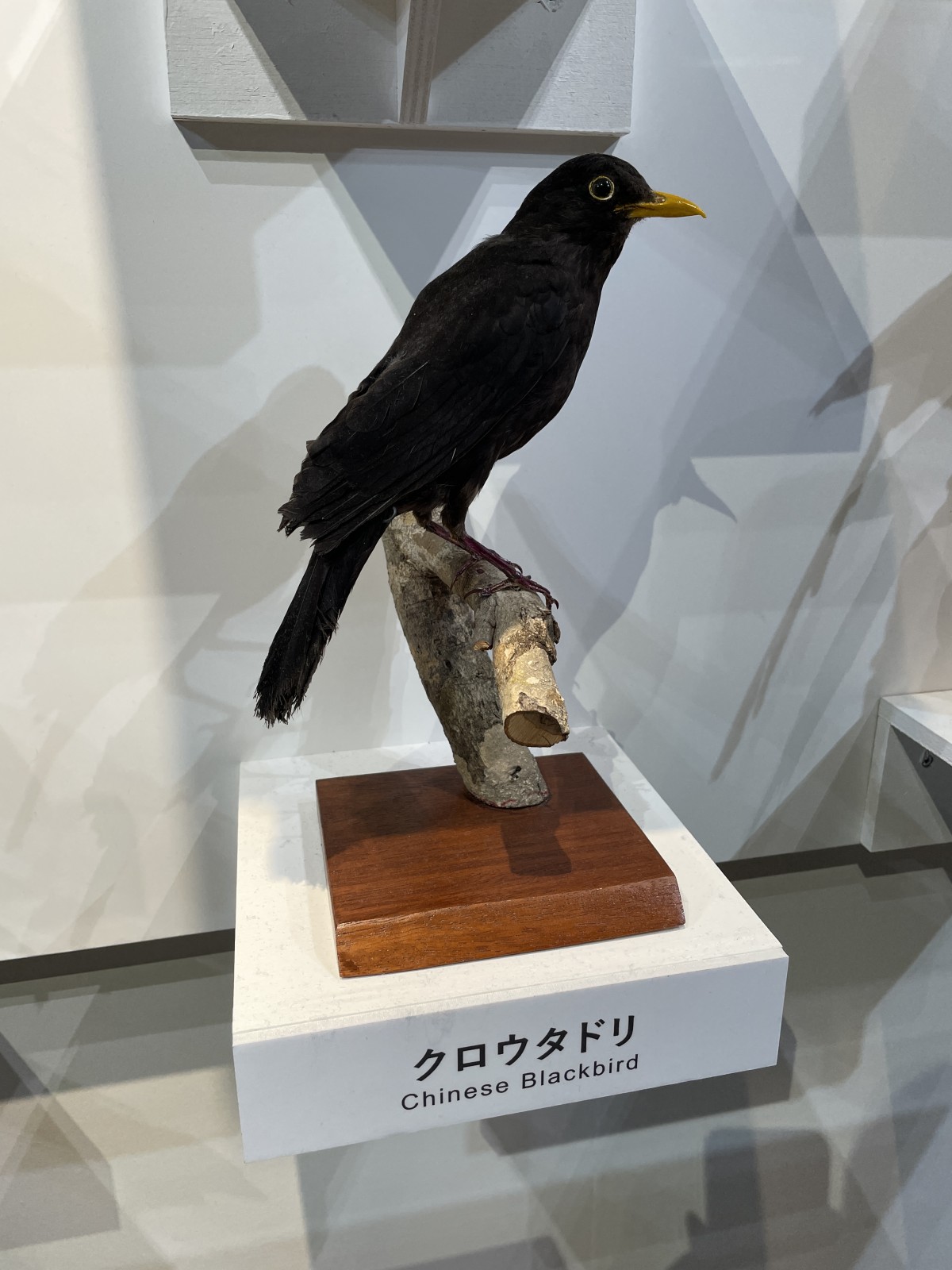 これは『鳥展』で見つけたブラックバード