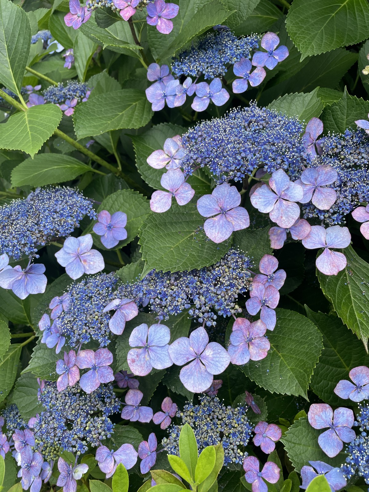 紫陽花が綺麗だなぁとだけ思って過ごしたい。