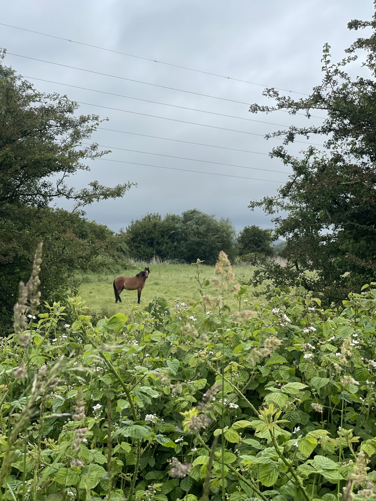 帰り道に迷子になり、人っ子ひとりいない広大な草原で野生(?)の馬と目が合う。