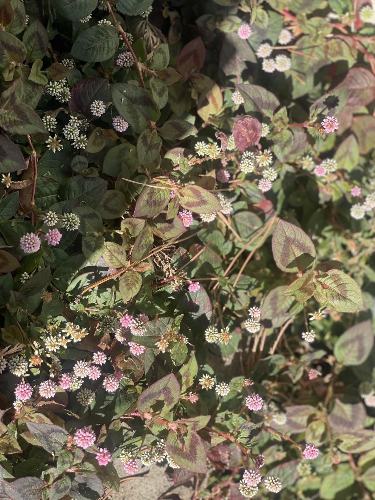 久しぶりのフラワーハントはヒメツルソバ