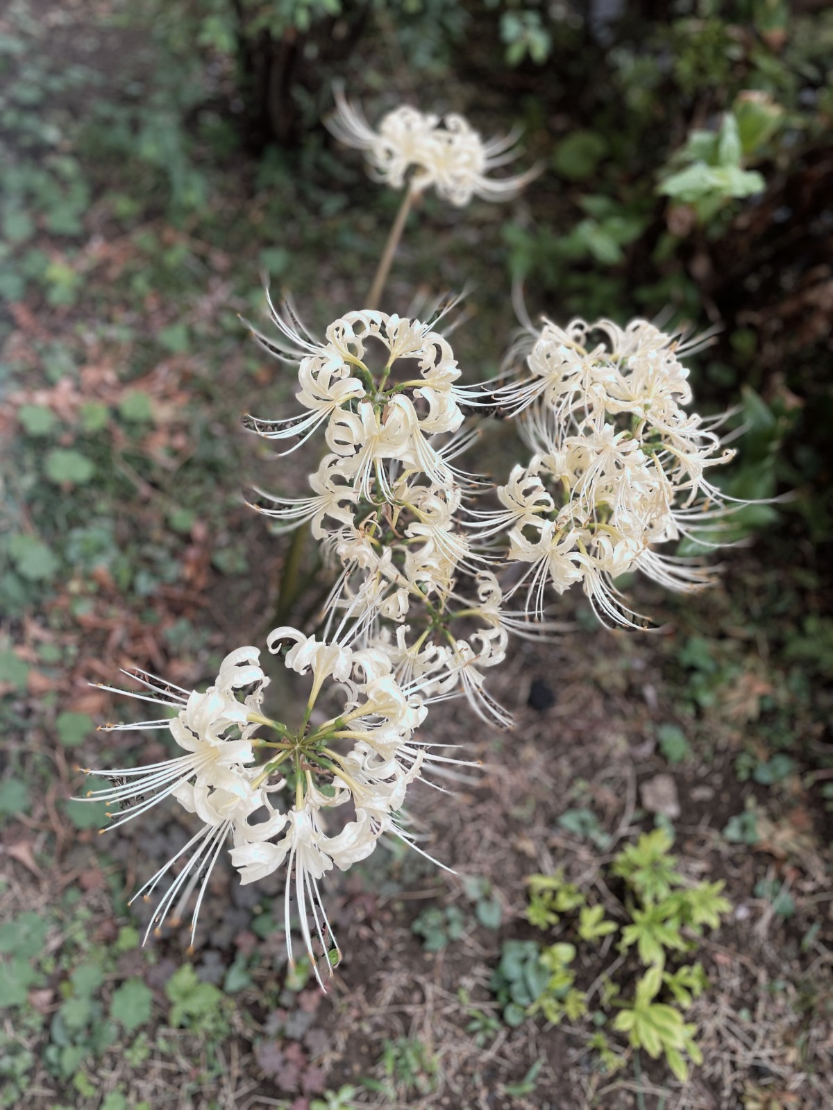 珍しい白い彼岸花が咲いていた。