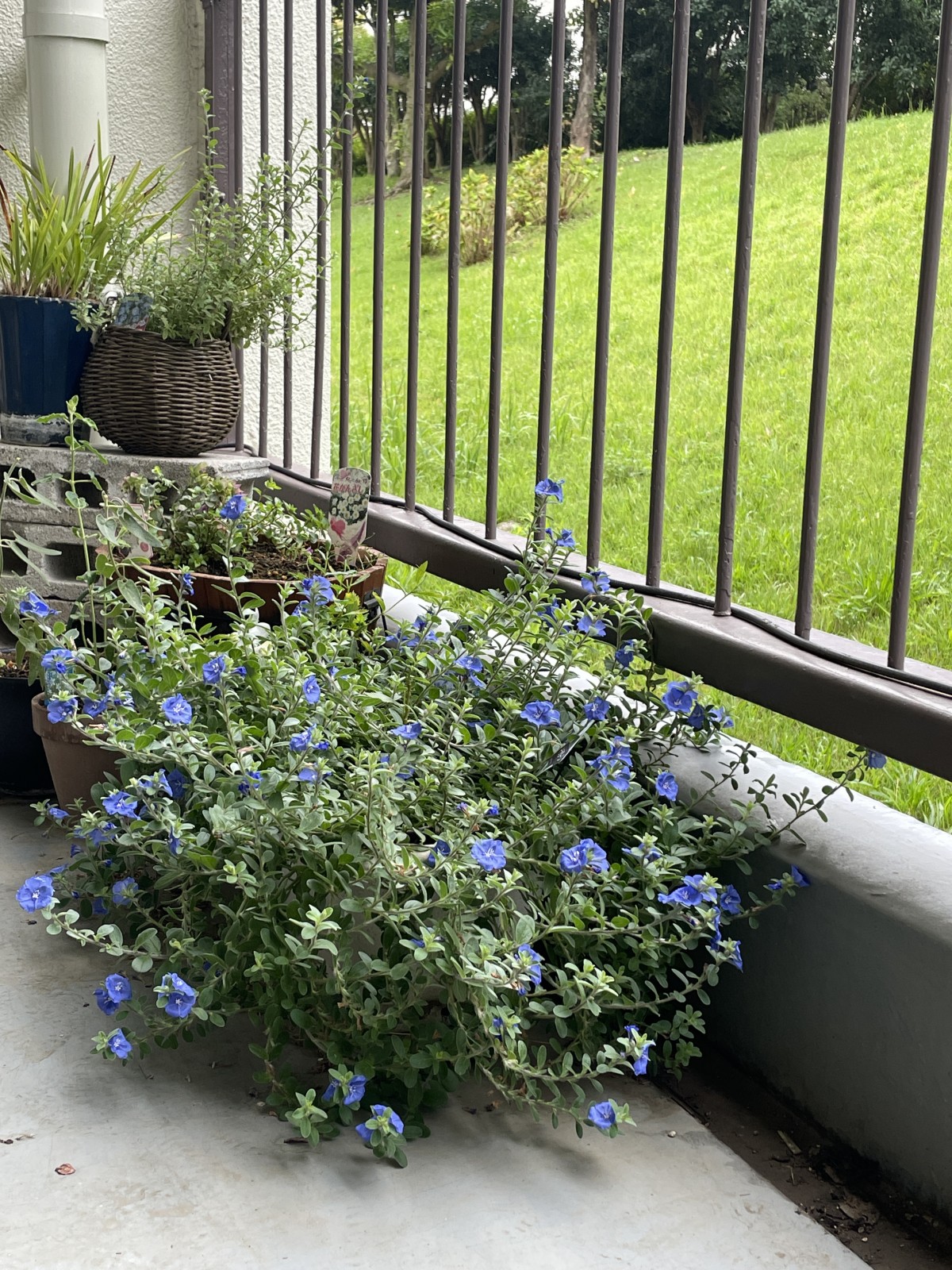 モリモリなブルーラグーン。