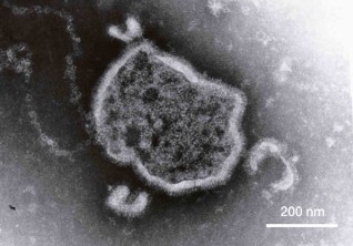 出典：大阪健康安全基盤研究所