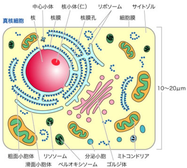 出典：羊土社 実験医学online