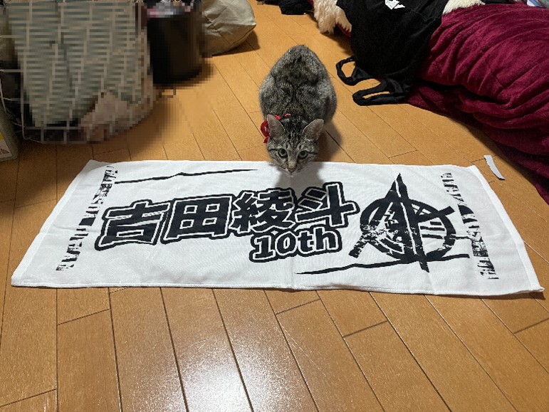 我が家のふぅも吉田綾斗選手を素直に応援しているにゃー