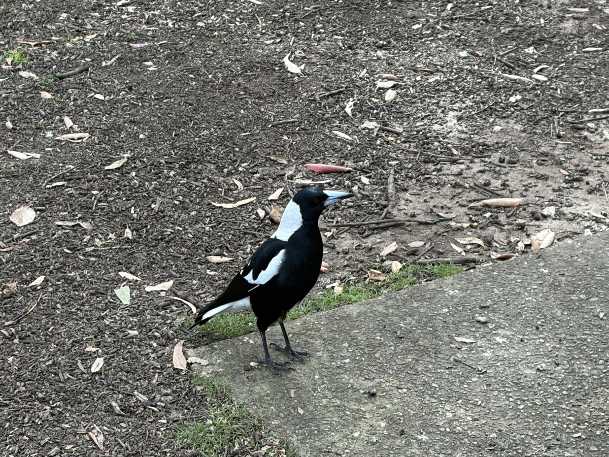 近所の公園にいたカラスっぽい鳥。厳密にはカラスではなくオーストラリアマグパイといい、鳴き声がきれいだが行動はやっぱりカラスっぽいらしい。