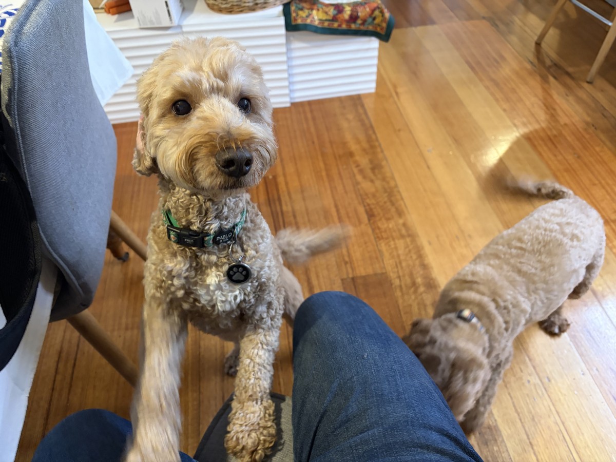 犬を3匹飼っているおうちでした。