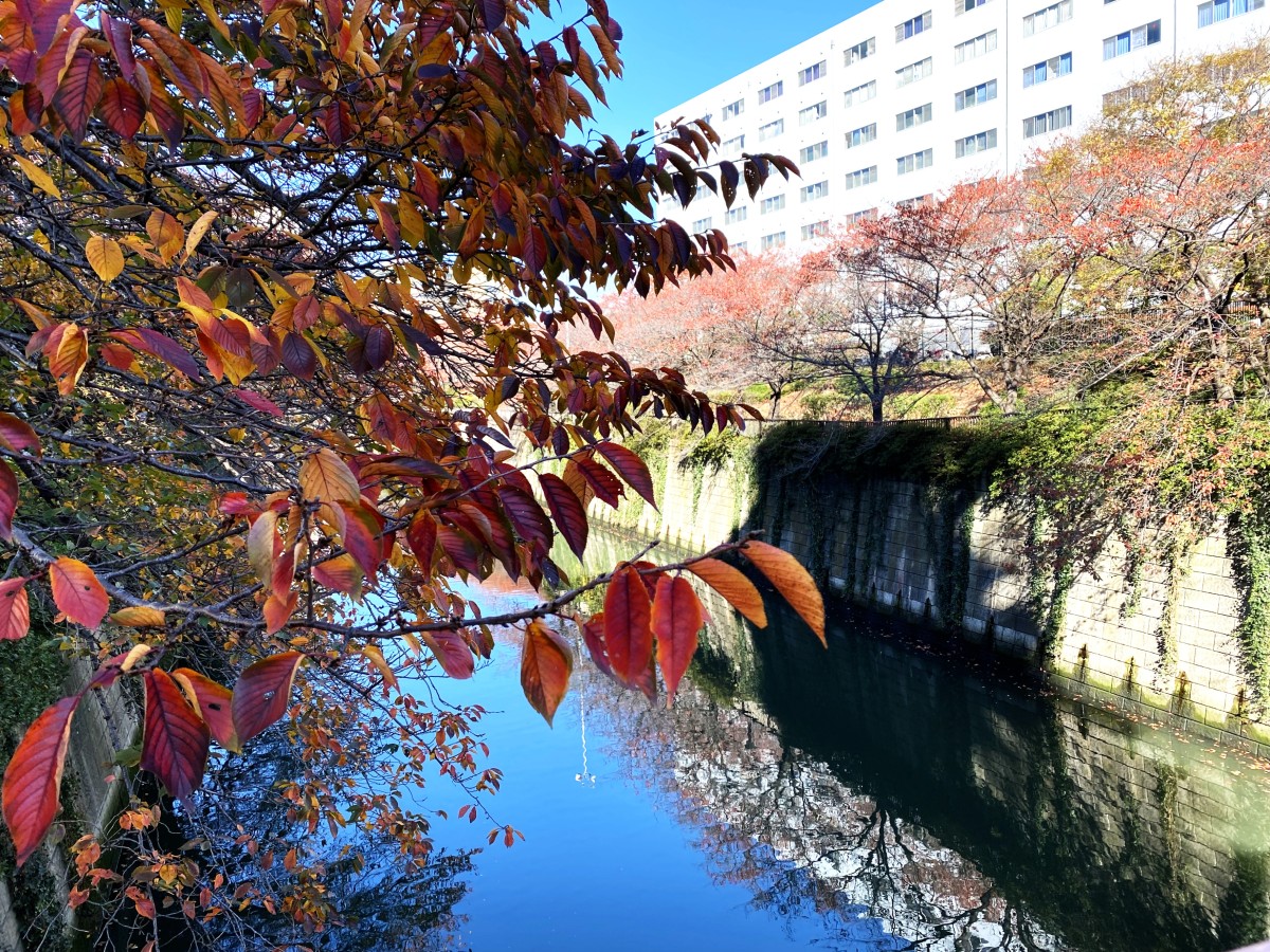 秋。photo:yue arima