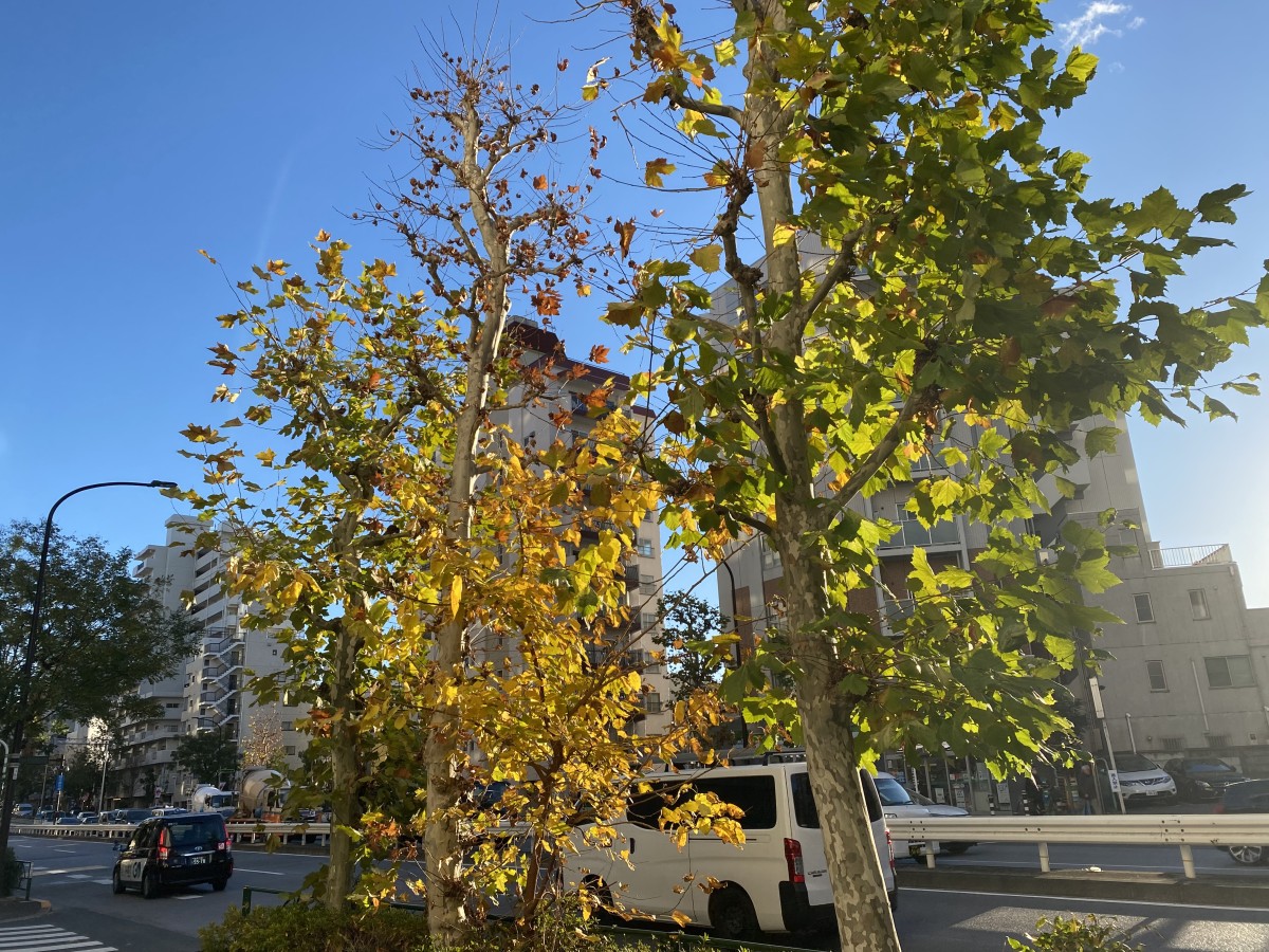 帰り道の日差し。photo:yue arima