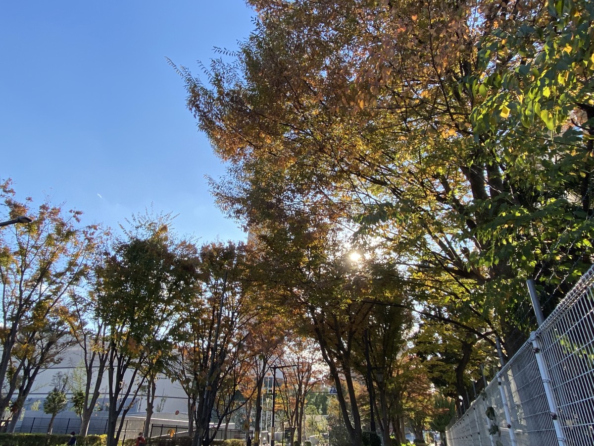 photo:yue arima