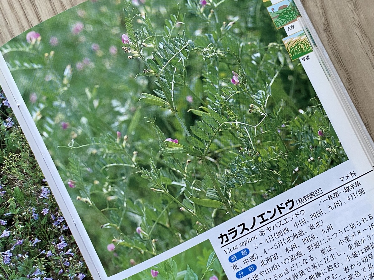 photo:yue arima