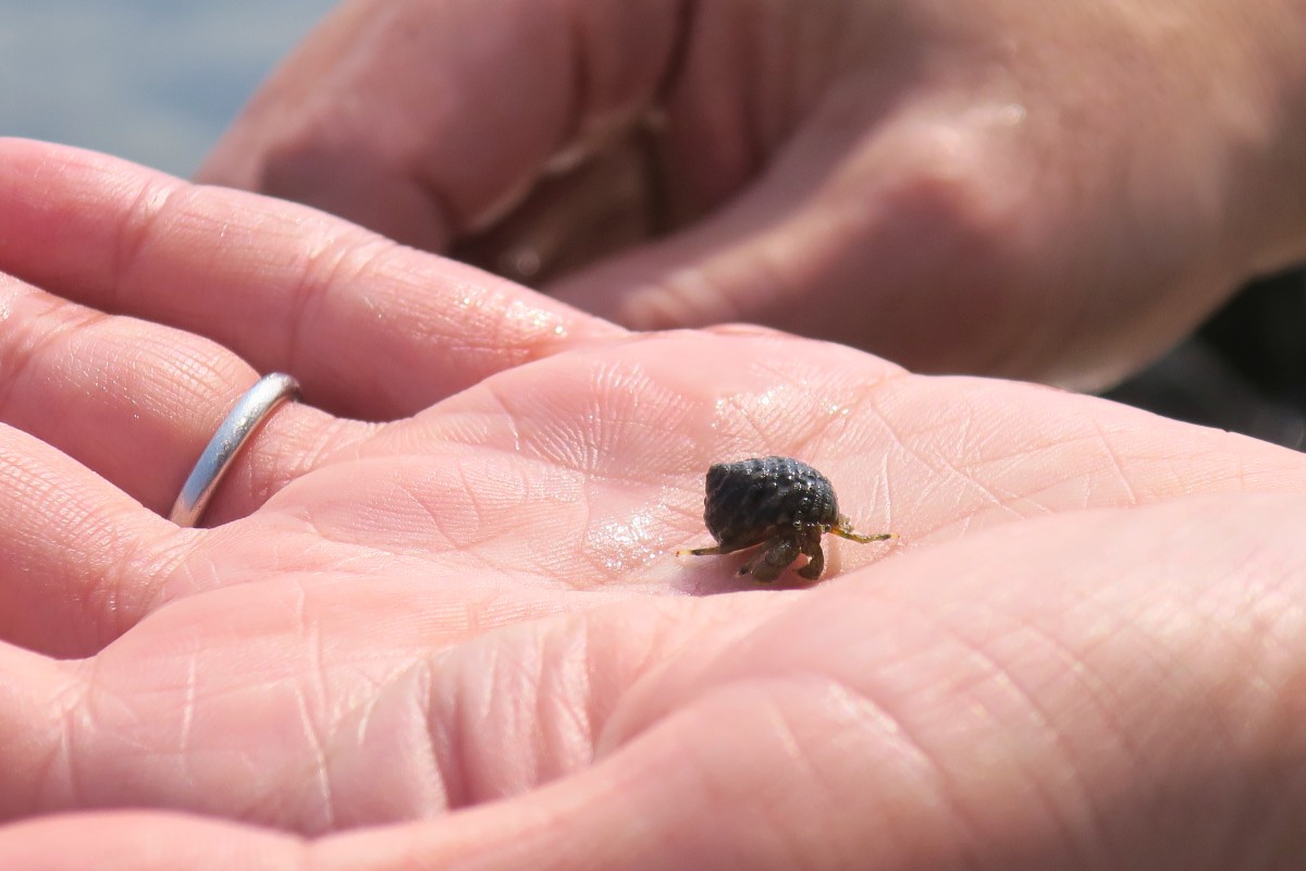 小さくてかわいいヤドカリがたくさんいた。photo:yue arima