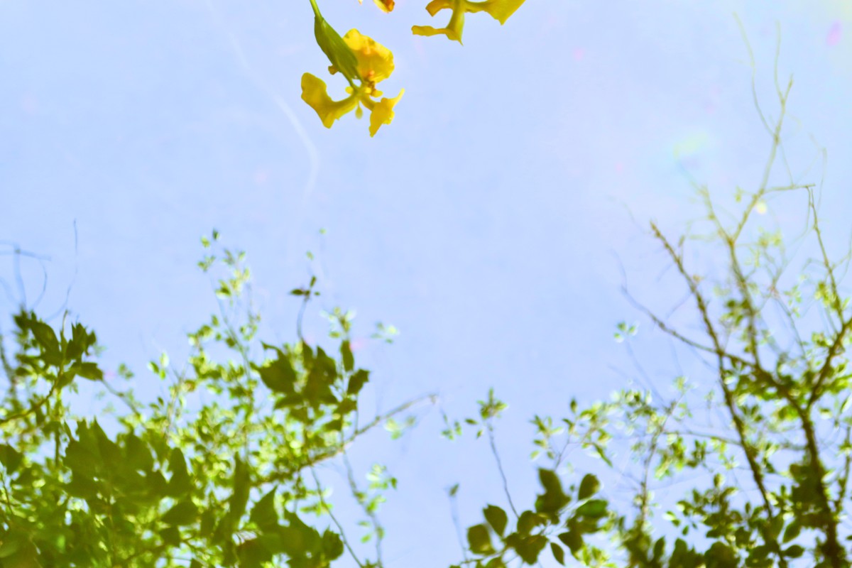 photo:yue arima