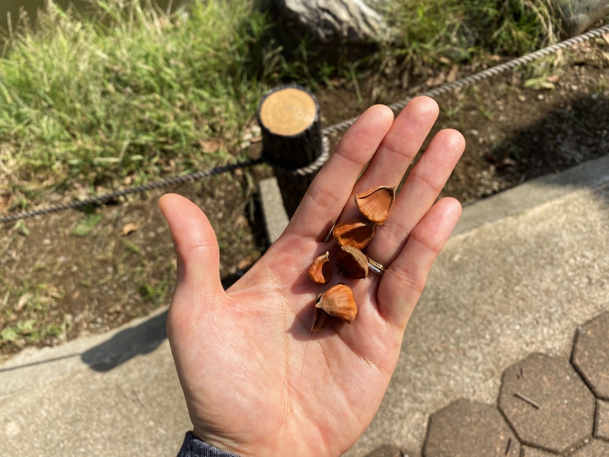 こちらがいがの中に入っていた栗。photo:yue arima