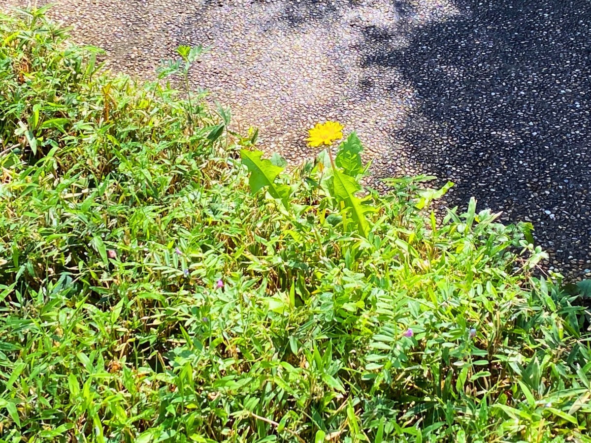 写真下部のピンクの花がついた植物がカラスノエンドウです。photo:yue arima