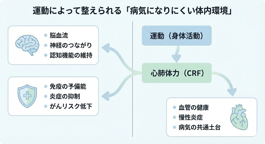 <i>図：運動は、心肺体力（CRF）を介して、脳・免疫・血管に同時に作用し、病気が起きにくい体内環境を整えていく。</i>